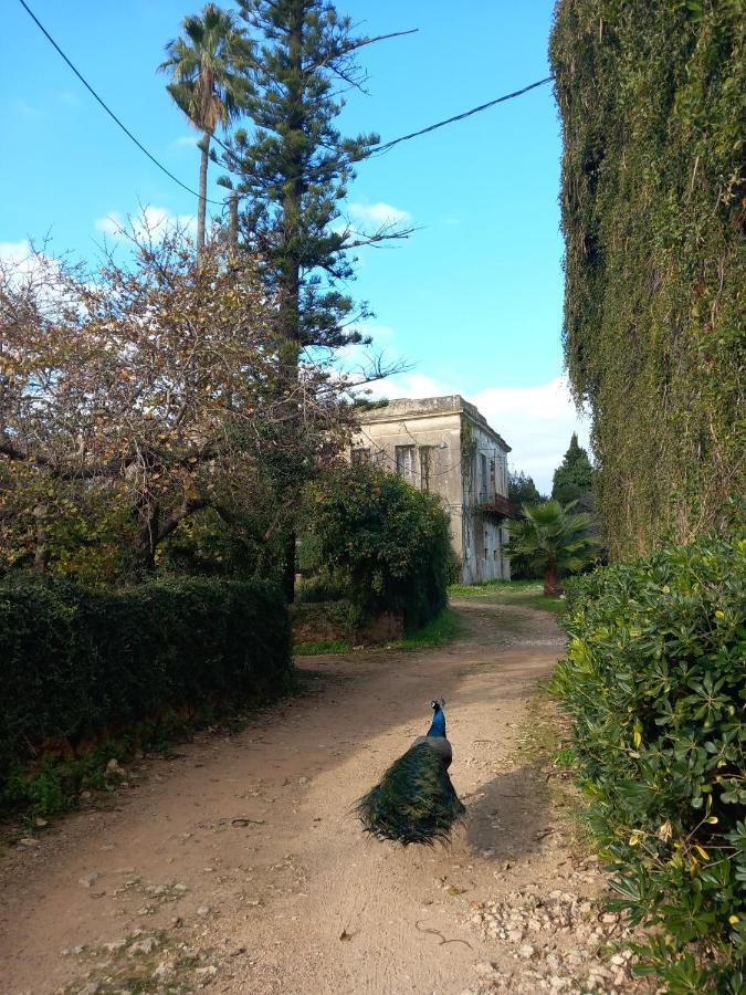 Villa Feia Katakolo Esterno foto